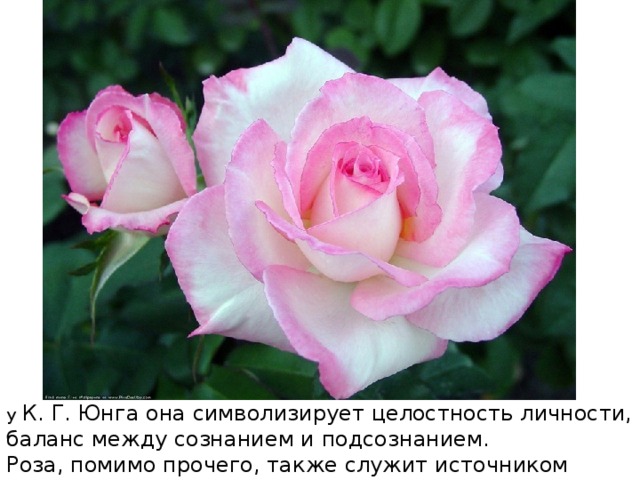 у К. Г. Юнга она символизирует целостность личности, баланс между сознанием и подсознанием.  Роза, помимо прочего, также служит источником вдохновения 