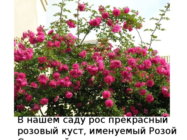 В нашем саду рос прекрасный розовый куст, именуемый Розой Саронской 