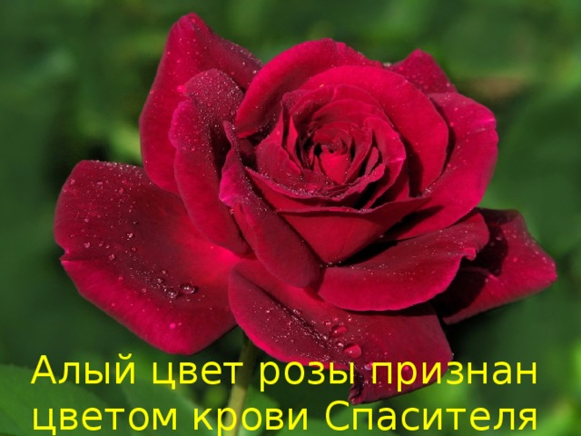 Алый цвет розы признан цветом крови Спасителя 