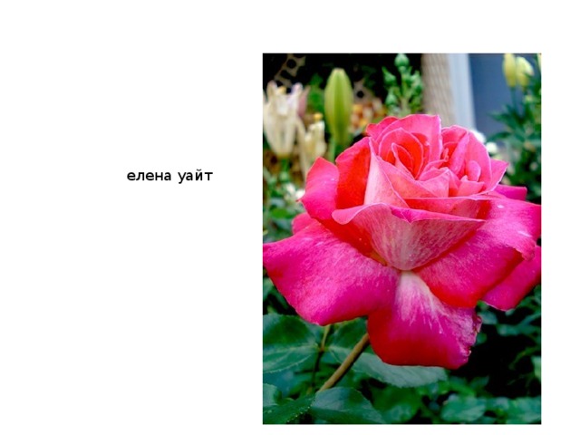 елена уайт :Е.Уайт  «В нашем саду рос прекрасный розовый куст, именуемый Розой Саронской. Я помню, как подходила к ней и благоговейно прикасалась к ее нежным лепесткам, ибо в моем понимании они обладали святостью. Мое сердце переполнялось нежностью и любовью к этим прекрасным Божьим творениям, ибо я имела возможность воочию видеть Божественное совершенство в цветах, украшающих земли. Бог позаботился о них, и Его всевидя-щее око пребывало на них .. И я подумала: если Он так заботится о цветах, что наделил их красотой, то насколько нежнее охраняет Он детей, которые созданы по Его образу и подобию. Я тихо повторяла себе: «Я дитя Божье, Его любящая забота окружает меня. Я буду покорной и никогда не огорчу Его, а буду только славить Его дорогое Имя и всегда любить Его» . Цветок Елена так любит говорить о себе и о своих чувствах. Он думает, что растет к солнцу, словно забывая, что корни его в земле..   