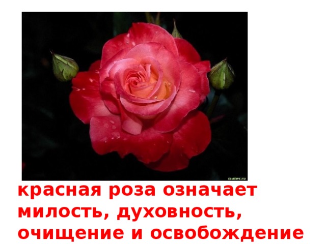 красная роза означает милость, духовность, очищение и освобождение 