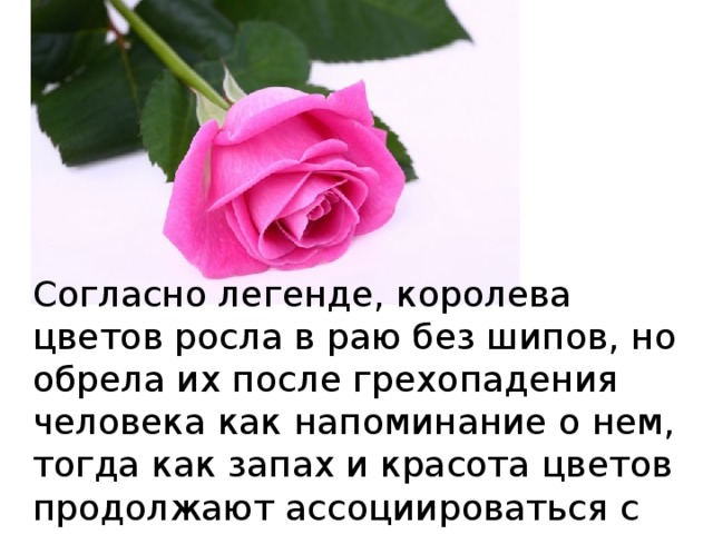 Согласно легенде, королева цветов росла в раю без шипов, но обрела их после грехопадения человека как напоминание о нем, тогда как запах и красота цветов продолжают ассоциироваться с раем. 
