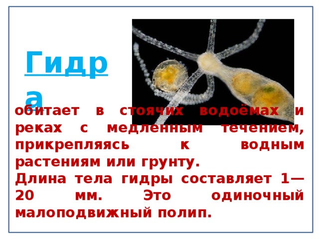 Гидра  обитает в стоячих водоёмах и реках с медленным течением, прикрепляясь к водным растениям или грунту. Длина тела гидры составляет 1—20 мм. Это одиночный малоподвижный полип. 