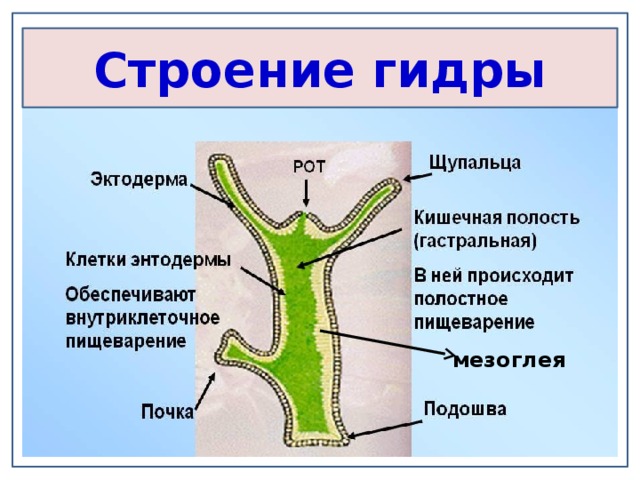 Строение гидры мезоглея 