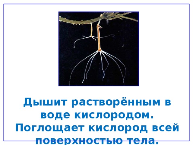 Дышит растворённым в воде кислородом. Поглощает кислород всей поверхностью тела. 