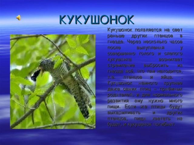  Кукушонок появляется на свет раньше других птенцов в гнезде. Через несколько часов после вылупления у совершенно голого и слепого кукушонка возникает стремление выбросить из гнезда всё, что там находится, т.е. птенцов и яйца. . Кукушонок намного крупнее даже самих птиц – приёмных родителей, и для нормального развития ему нужно много пищи. Если же птицы будут выкармливать и других птенцов, пищи хватать не будет, и кукушонок погибнет. 