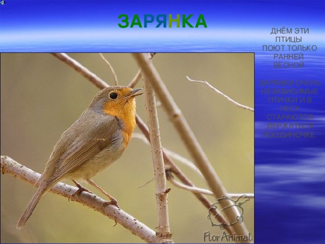 ЗА РЯ Н КА ДНЁМ ЭТИ ПТИЦЫ ПОЮТ ТОЛЬКО РАННЕЙ ВЕСНОЙ . ЗАРЯНКИ ОЧЕНЬ НЕЗАВИСИМЫЕ ПТИЧКИ И В ЛЕСУ СТАРАЮТСЯ ДЕРЖАТЬСЯ ПООДИНОЧКЕ. 