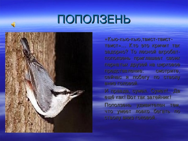  «Кью-кью-кью,твист-твист-твист»… Кто это кричит так задорно? То лесной акробат-поползень приглашает своих пернатых друзей на цирковое представление: смотрите, сейчас я побегу по стволу вниз головой.  И правда, сумел. Сумел!.. Да ещё как! Вот так затейник!  Поползень удивителен тем, что умеет ловко бегать по стволу вниз головой. 