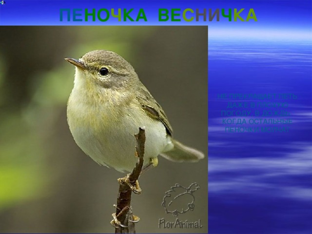  ПЕ НО Ч КА ВЕ С НИ Ч КА НЕ ПРЕКРАЩАЕТ ПЕТЬ ДАЖЕ В ПЛОХУЮ ПОГОДУ, В ДОЖДЬ. КОГДА ОСТАЛЬНЫЕ ПЕНОЧКИ МОЛЧАТ 