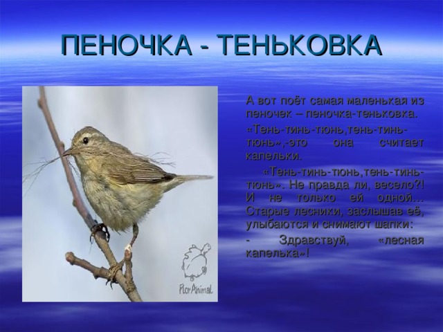  А вот поёт самая маленькая из пеночек – пеночка-теньковка.  «Тень-тинь-тюнь,тень-тинь-тюнь»,-это она считает капельки.   «Тень-тинь-тюнь,тень-тинь-тюнь». Не правда ли, весело?! И не только ей одной… Старые лесники, заслышав её, улыбаются и снимают шапки:  - Здравствуй, «лесная капелька»! 