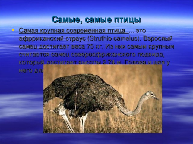 Самые, самые птицы Самая крупная современная птица  ... это афрриканский страус (Struthio camelus). Взрослый самец достигает веса 75 кг. Из них самым крупным считается самец североафриканского подвида, который достигает высоты 2,74 м. Голова и шея у него длиной 1,4 м. 