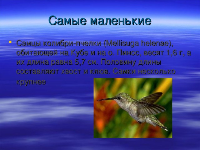 Самцы колибри-пчелки (Mellisuga helenae), обитающей на Кубе и на о. Пинос, весят 1,6 г, а их длина равна 5,7 см. Половину длины составляют хвост и клюв. Самки несколько крупнее  