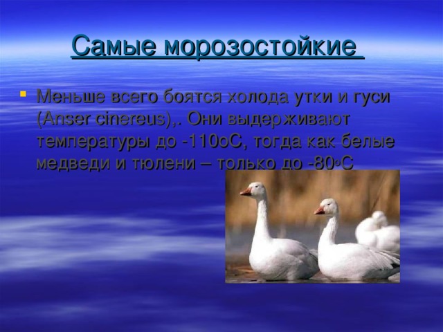 Самые морозостойкие  Меньше всего боятся холода утки и гуси (Anser cinereus),. Они выдерживают температуры до -110оС, тогда как белые медведи и тюлени – только до -80 о С 