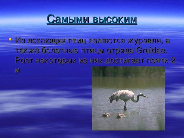Самыми высоким Из летающих птиц являются журавли, а также болотные птицы отряда Gruidae. Рост некоторых из них достигает почти 2 м 