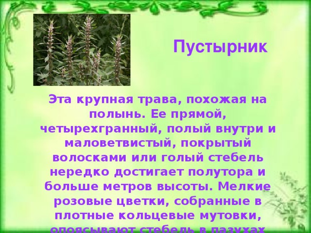 Пустырник Эта крупная трава, похожая на полынь. Ее прямой, четырехгранный, полый внутри и маловетвистый, покрытый волосками или голый стебель нередко достигает полутора и больше метров высоты. Мелкие розовые цветки, собранные в плотные кольцевые мутовки, опоясывают стебель в пазухах верхних листьев. 