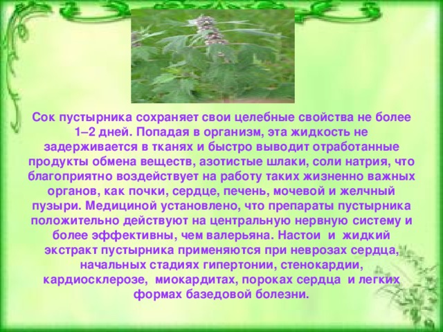 Сок пустырника сохраняет свои целебные свойства не более 1–2 дней. Попадая в организм, эта жидкость не задерживается в тканях и быстро выводит отработанные продукты обмена веществ, азотистые шлаки, соли натрия, что благоприятно воздействует на работу таких жизненно важных органов, как почки, сердце, печень, мочевой и желчный пузыри. Медициной установлено, что препараты пустырника положительно действуют на центральную нервную систему и более эффективны, чем валерьяна. Настои и жидкий экстракт пустырника применяются при неврозах сердца, начальных стадиях гипертонии, стенокардии, кардиосклерозе, миокардитах, пороках сердца и легких формах базедовой болезни. 