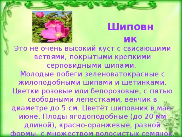 Шиповник Это не очень высокий куст с свисающими ветвями, покрытыми крепкими серповидными шипами.  Молодые побеги зеленоватокрасные с жилоподобными шипами и щетинками. Цветки розовые или белорозовые, с пятью свободными лепестками, венчик в диаметре до 5 см. Цветёт шиповник в мае-июне. Плоды ягодоподобные (до 20 мм длиной), красно-оранжевые, разной формы, с множеством волосистых семянок. 