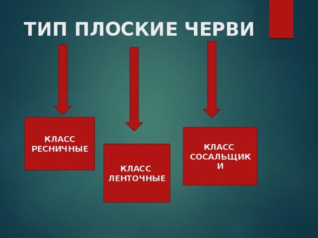 ТИП ПЛОСКИЕ ЧЕРВИ КЛАСС РЕСНИЧНЫЕ КЛАСС СОСАЛЬЩИКИ КЛАСС ЛЕНТОЧНЫЕ 