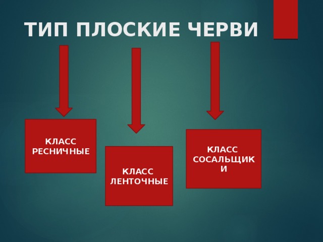 ТИП ПЛОСКИЕ ЧЕРВИ КЛАСС РЕСНИЧНЫЕ КЛАСС СОСАЛЬЩИКИ КЛАСС ЛЕНТОЧНЫЕ 