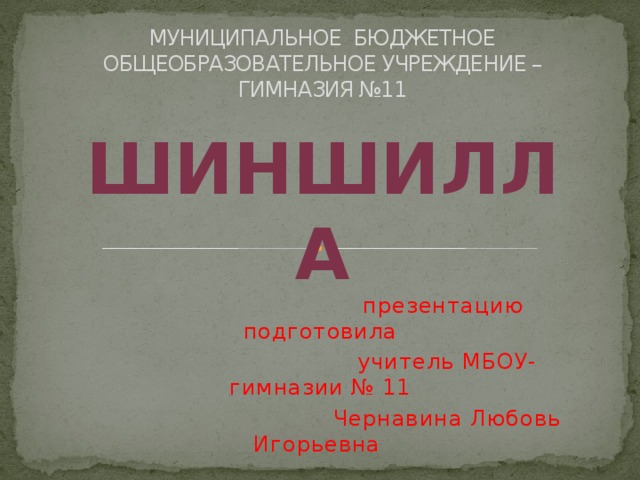 МУНИЦИПАЛЬНОЕ БЮДЖЕТНОЕ ОБЩЕОБРАЗОВАТЕЛЬНОЕ УЧРЕЖДЕНИЕ – ГИМНАЗИЯ №11  презентацию подготовила  учитель МБОУ-гимназии № 11  Чернавина Любовь Игорьевна  Тула 2013г. ШИНШИЛЛА 