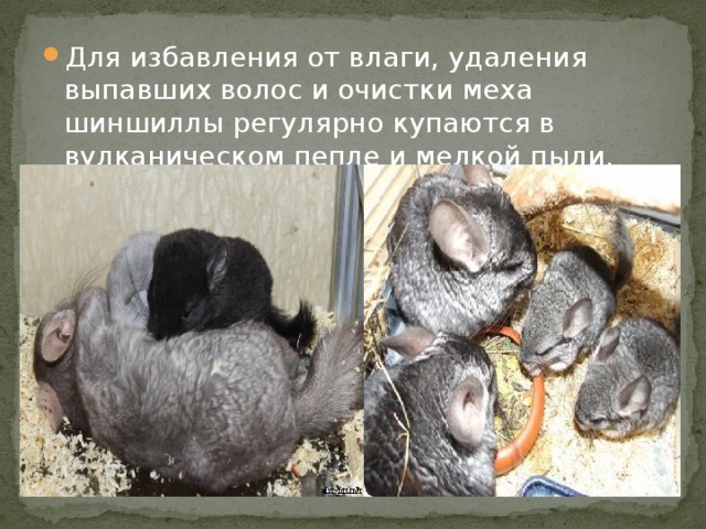 Для избавления от влаги, удаления выпавших волос и очистки меха шиншиллы регулярно купаются в вулканическом пепле и мелкой пыли. 