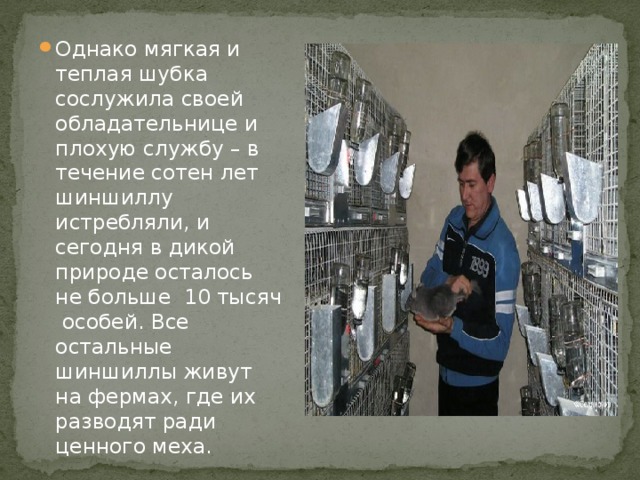 Однако мягкая и теплая шубка сослужила своей обладательнице и плохую службу – в течение сотен лет шиншиллу истребляли, и сегодня в дикой природе осталось не больше 10 тысяч особей. Все остальные шиншиллы живут на фермах, где их разводят ради ценного меха. 