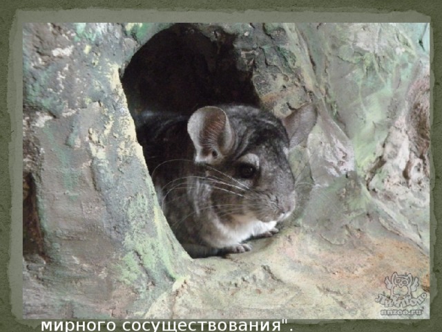Задолго до открытия Колумбом Америки, на шиншил вовсю охотились племена индейцев Чинча, (Хинха) сумевших по достоинству оценить высокие качества их мягкой и теплой шерсти.  . Они шили из этого меха шубы и шапки, а из шерсти пряли необычайно нежную, легкую и теплую пряжу для вязаной одежды. Популяция шиншилл мирно уживалась с человеком и, несмотря на то, что часть зверьков отлавливалась, это не грозило уменьшением численности шиншилл в этой местности. В целом этот этап можно охарактеризовать как 