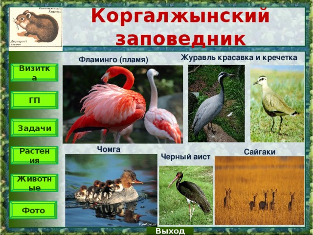 Коргалжынский заповедник Журавль красавка и кречетка Фламинго (пламя) Визитка ГП Задачи Чомга Сайгаки Растения Черный аист Животные Фото  10/19/16 Выход 