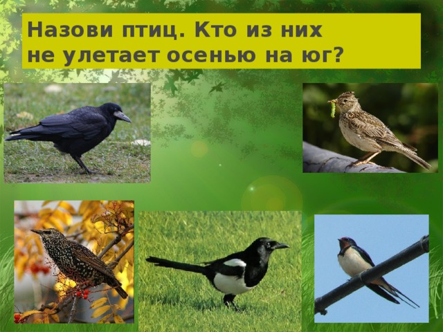 Назови птиц. Кто из них  не улетает осенью на юг? 