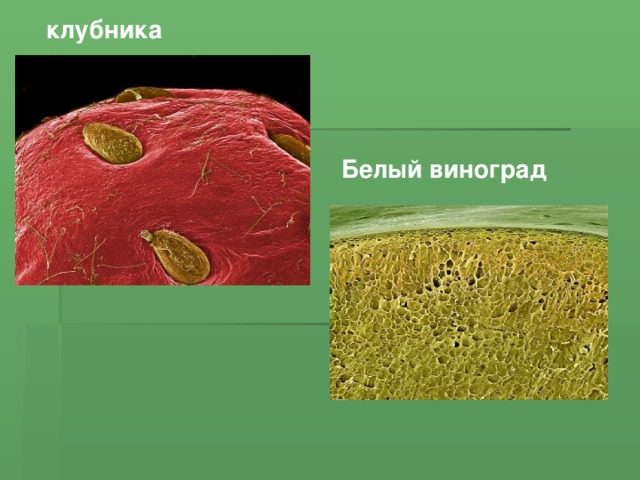 клубника Белый виноград