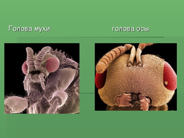 Голова мухи голова осы