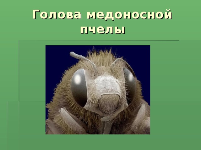 Голова медоносной пчелы