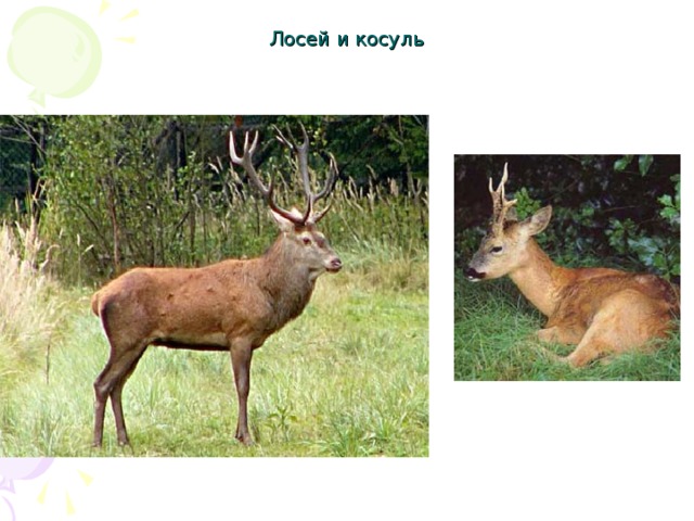 Лосей и косуль 