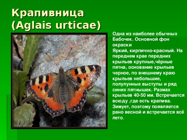 Крапивница  (Aglais urticae) Одна из наиболее обычных Бабочек. Основной фон окраски Яркий, кирпично-красный. На переднем крае передних крыльев крупные,чёрные пятна, основание крыльев черное, по внешнему краю крыльев небольшие, полулунные выступы и ряд синих пятнышек. Размах крыльев 40-50 мм. Встречается всюду ,где есть крапива. Зимует, поэтому появляется рано весной и встречается всё лето . 