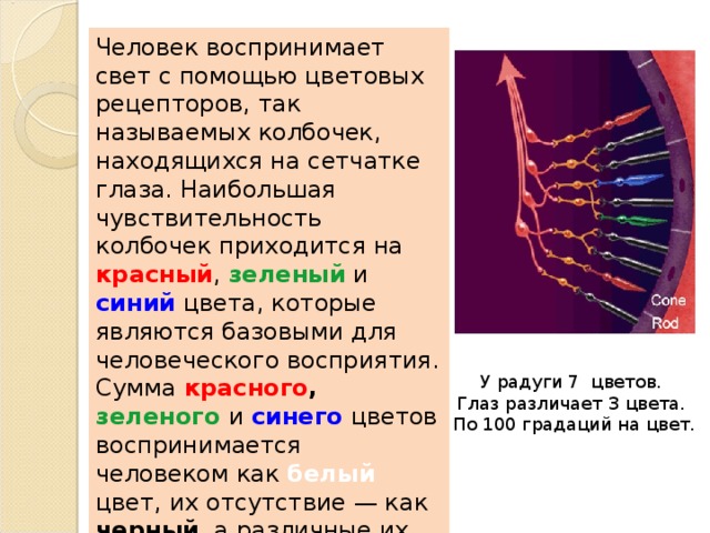Человек воспринимает свет с помощью цветовых рецепторов, так называемых колбочек, находящихся на сетчатке глаза. Наибольшая чувствительность колбочек приходится на красный , зеленый и синий цвета, которые являются базовыми для человеческого восприятия. Сумма красного , зеленого  и синего цветов воспринимается человеком как белый цвет, их отсутствие — как черный , а различные их сочетания — как многочисленные оттенки цветов. У радуги 7  цветов.  Глаз различает 3 цвета. По 100 градаций на цвет. 