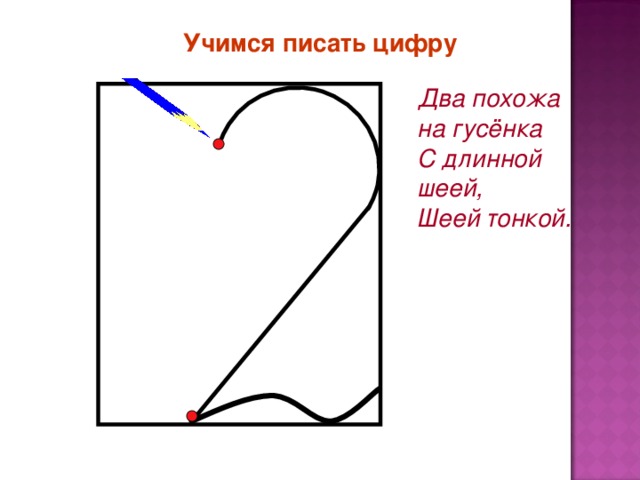 Учимся писать цифру Два похожа на гусёнка С длинной шеей, Шеей тонкой.  