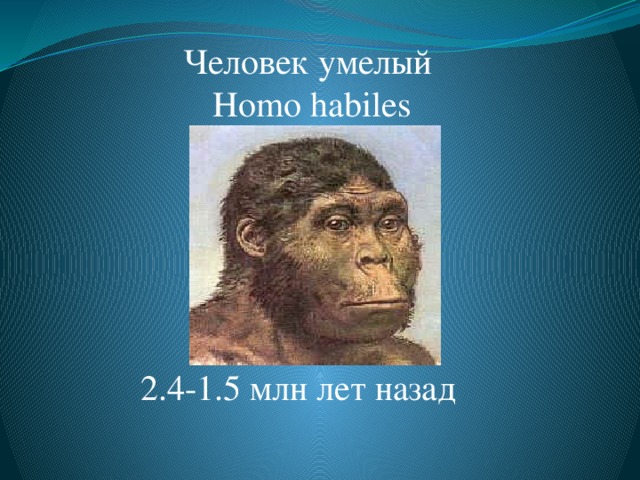 Человек умелый Homo habiles Homo Habilis. Умели изготавливать примитивные орудия труда. 2.4-1.5 млн лет назад  