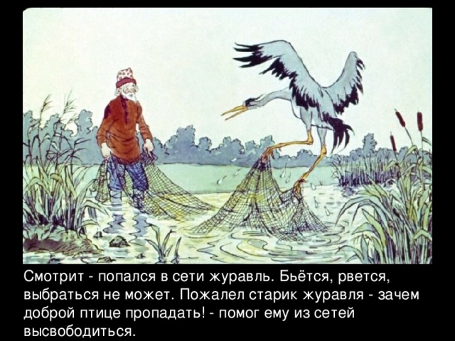 Смотрит - попался в сети журавль. Бьётся, рвется, выбраться не может. Пожалел старик журавля - зачем доброй птице пропадать! - помог ему из сетей высвободиться. 