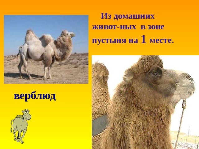  Из домашних живот-ных в зоне пустыня на 1 месте. верблюд 