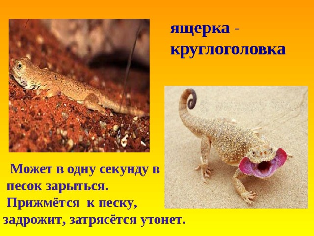ящерка - круглоголовка  Может в одну секунду в  песок зарыться .  Прижмётся к песку , задрожит , затрясётся утонет .                
