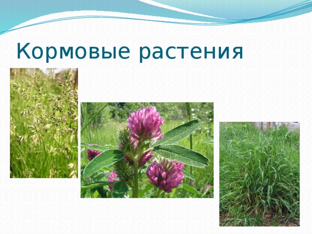 Кормовые растения рисунок