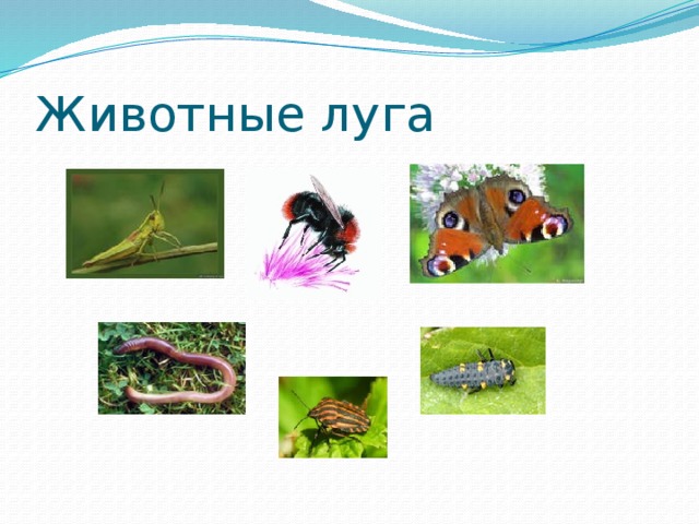 Проект луг и человек Презентация "Клуб экологических проблем"