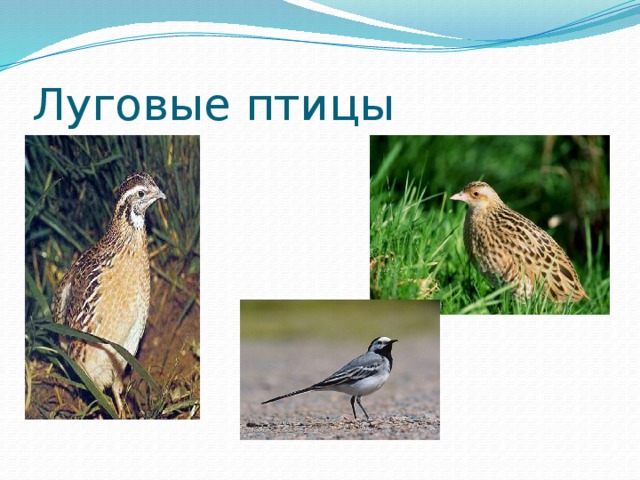 Луговые и полевые птицы