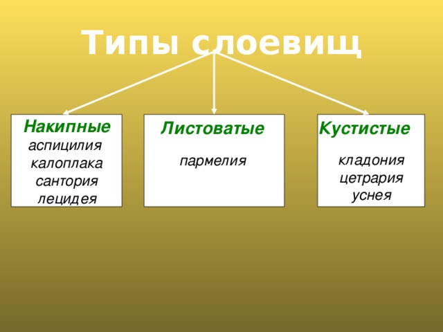Типы слоевищ Листоватые Кустистые  пармелия Накипные аспицилия калоплака сантория  лецидея  кладония цетрария уснея 