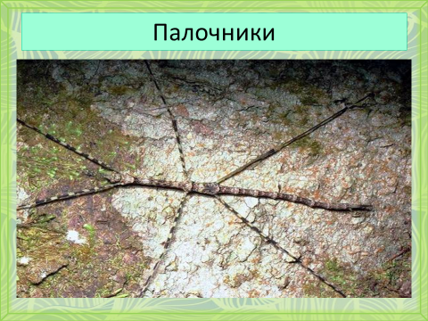 поле чудес тема насекомые. Смотреть фото поле чудес тема насекомые. Смотреть картинку поле чудес тема насекомые. Картинка про поле чудес тема насекомые. Фото поле чудес тема насекомые