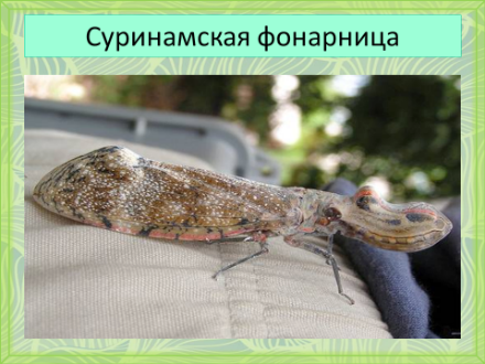 поле чудес тема насекомые. Смотреть фото поле чудес тема насекомые. Смотреть картинку поле чудес тема насекомые. Картинка про поле чудес тема насекомые. Фото поле чудес тема насекомые