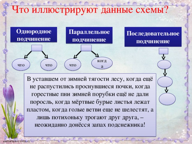 Что иллюстрируют данные схемы?   Последовательное Параллельное Однородное подчинение подчинение подчинение когда что что что В уставшем от зимней тягости лесу, когда ещё не распустились проснувшиеся почки, когда горестные пни зимней порубки ещё не дали поросль, когда мёртвые бурые листья лежат пластом, когда голые ветви еще не шелестят, а лишь потихоньку трогают друг друга, – неожиданно донёсся запах подснежника!