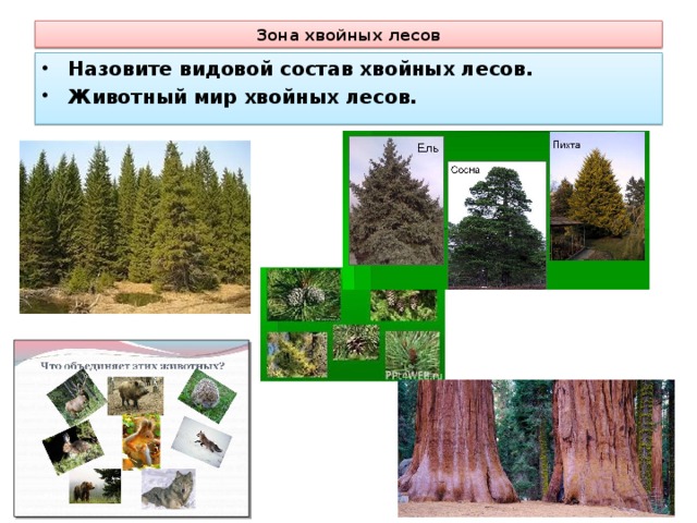 Из скольких ярусов может состоять еловый лес составьте схему