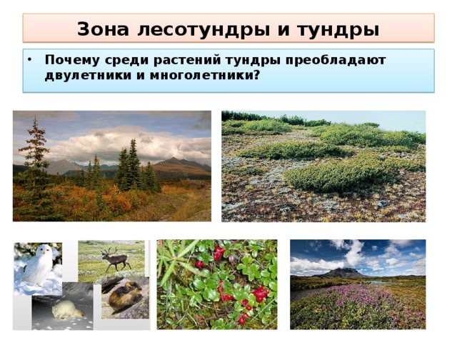 Презентация на тему лесотундра
