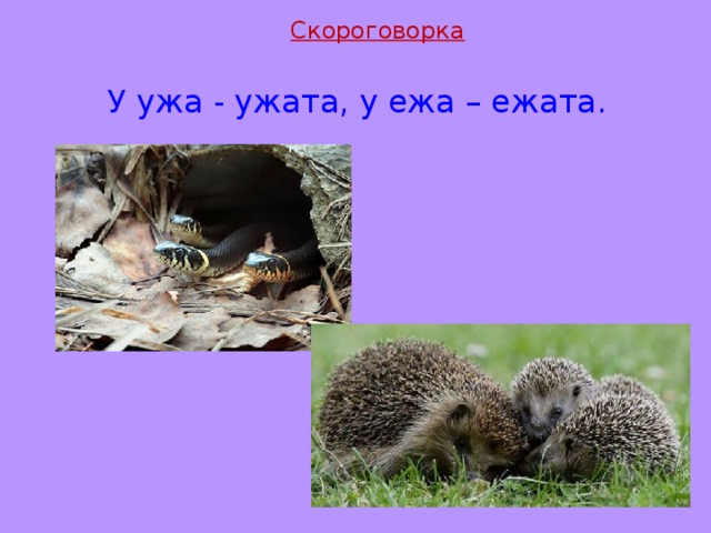 Рисунок к скороговорке у ежа ежата у ужа ужата картинки